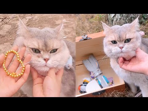 招財 動物